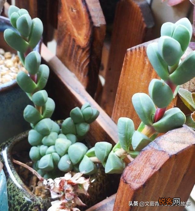 多肉植物哪种美观漂亮好养？