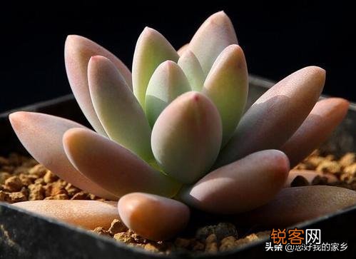 多肉植物哪种美观漂亮好养？