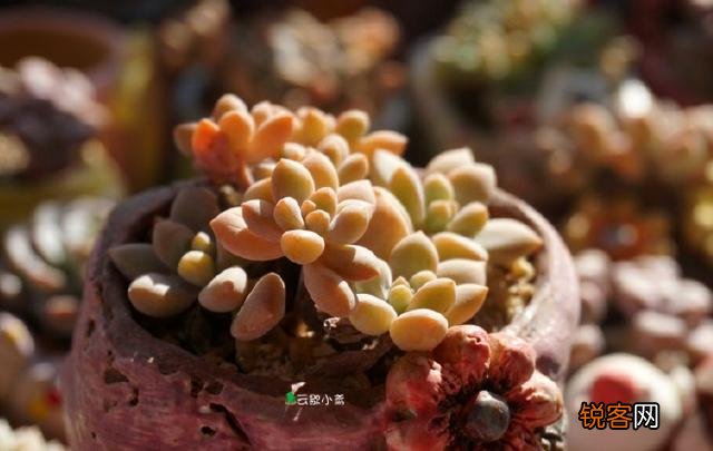 多肉植物哪种美观漂亮好养？