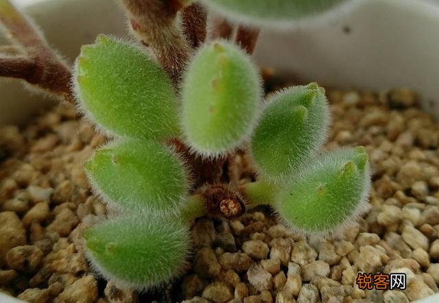 多肉植物哪种美观漂亮好养？