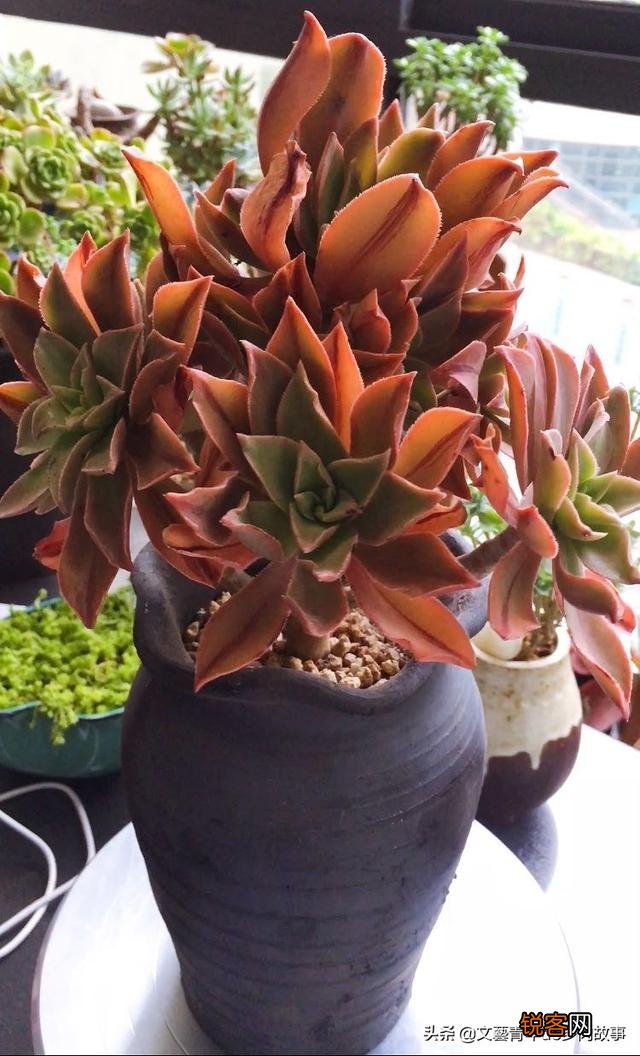 多肉植物哪种美观漂亮好养？