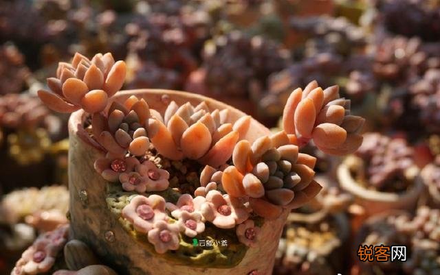 多肉植物哪种美观漂亮好养？
