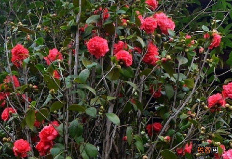 茶花怕冷吗?怕冻吗?