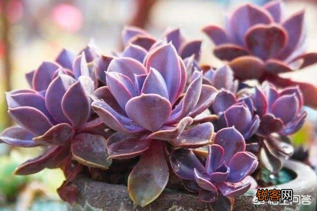多肉彩虹好养吗？