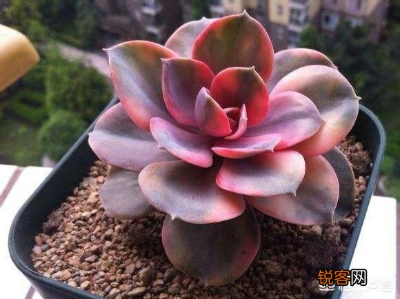 多肉彩虹好养吗？