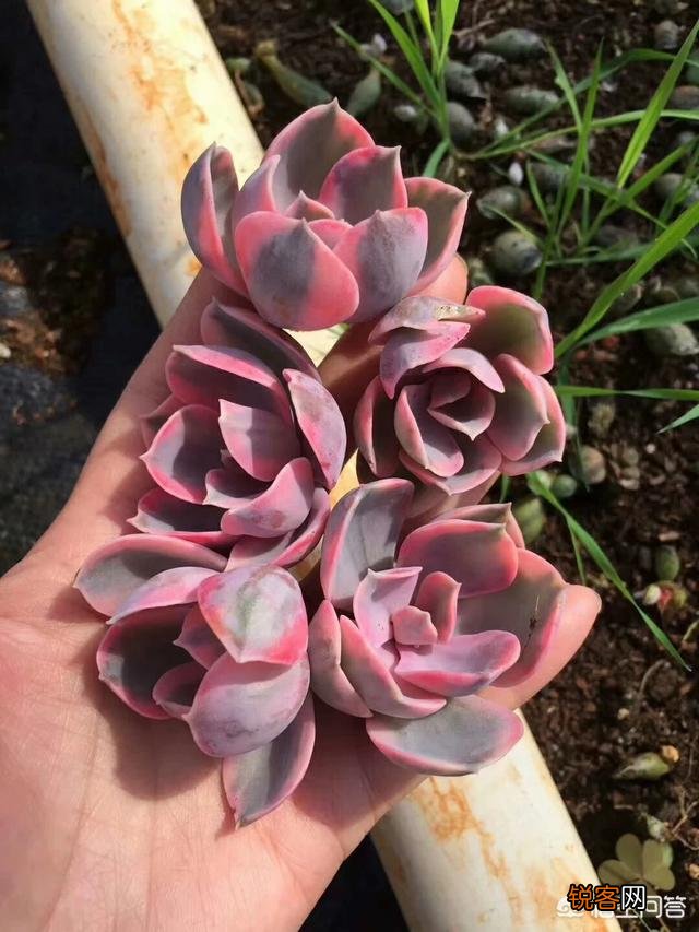 多肉彩虹好养吗？