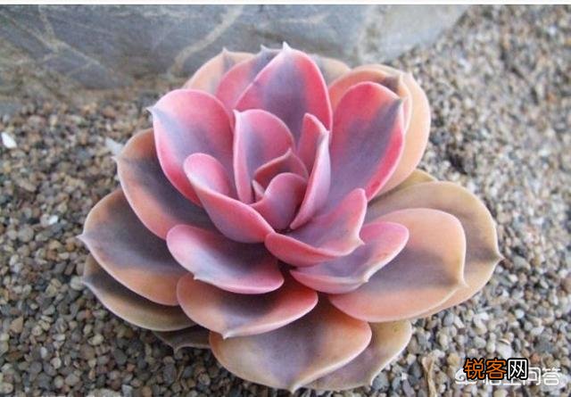 多肉彩虹好养吗？