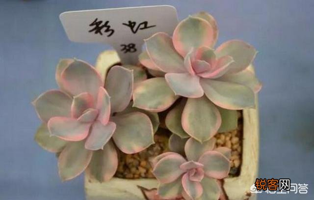 多肉彩虹好养吗？