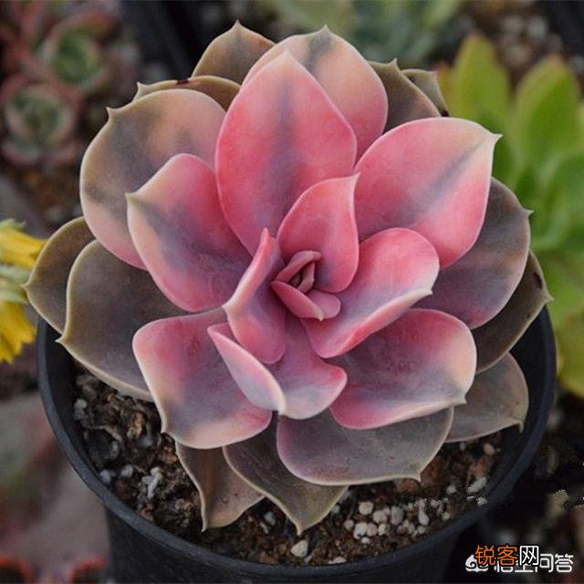多肉彩虹好养吗？
