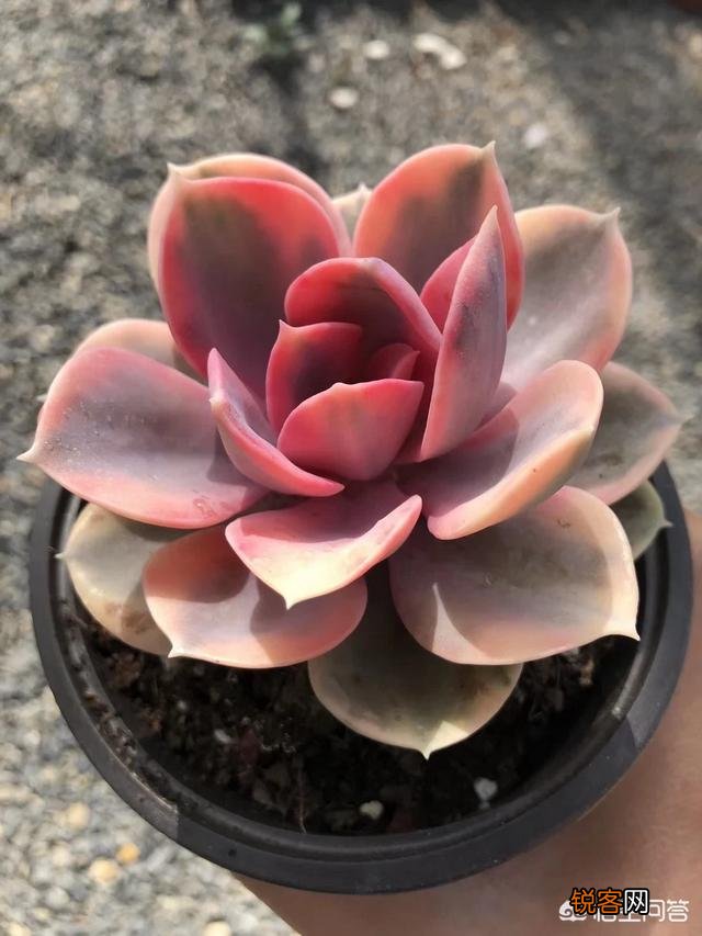 多肉彩虹好养吗？