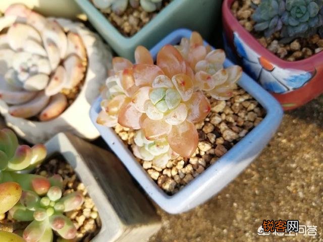 新手都说多肉难养,老司机则认为多肉是懒人植物,你感觉多肉好养吗？