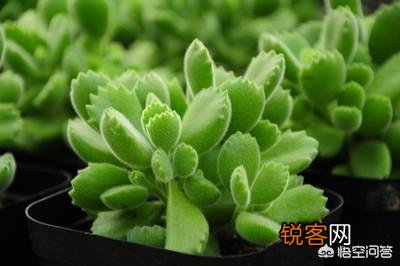 新手都说多肉难养,老司机则认为多肉是懒人植物,你感觉多肉好养吗？