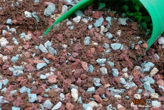新手都说多肉难养,老司机则认为多肉是懒人植物,你感觉多肉好养吗？