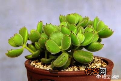 新手都说多肉难养,老司机则认为多肉是懒人植物,你感觉多肉好养吗？
