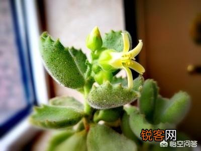 新手都说多肉难养,老司机则认为多肉是懒人植物,你感觉多肉好养吗？