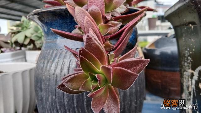 多肉植物哪种好看又好养,如果拼养哪几种放在一起？