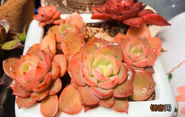多肉植物哪种好看又好养,如果拼养哪几种放在一起？