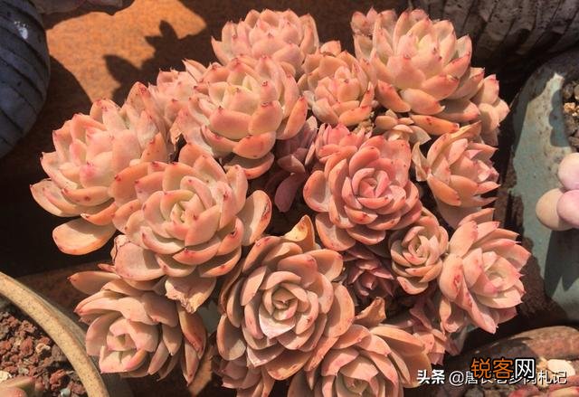 多肉植物哪种好看又好养,如果拼养哪几种放在一起？