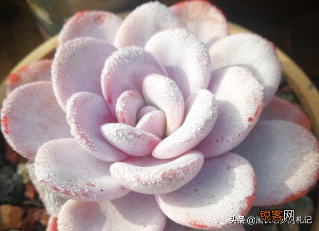 多肉植物哪种好看又好养,如果拼养哪几种放在一起？