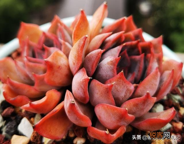 多肉植物哪种好看又好养,如果拼养哪几种放在一起？