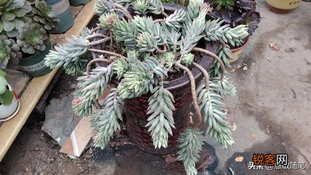多肉植物哪种好看又好养,如果拼养哪几种放在一起？