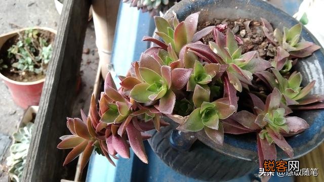多肉植物哪种好看又好养,如果拼养哪几种放在一起？