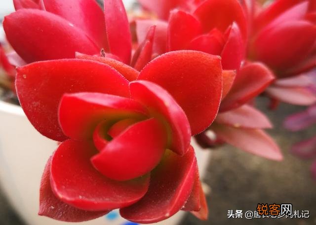 多肉植物哪种好看又好养,如果拼养哪几种放在一起？