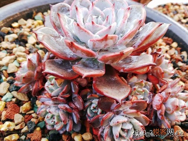 多肉植物哪种好看又好养,如果拼养哪几种放在一起？