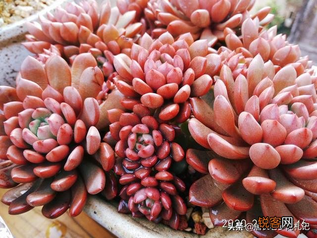 多肉植物哪种好看又好养,如果拼养哪几种放在一起？