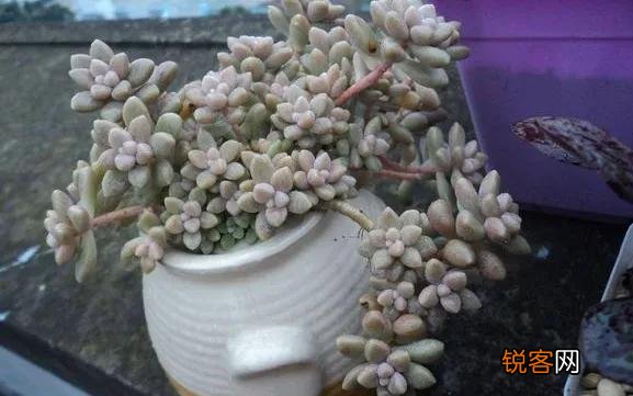多肉植物哪种好看又好养,如果拼养哪几种放在一起？