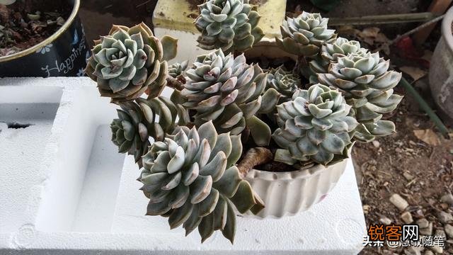 多肉植物哪种好看又好养,如果拼养哪几种放在一起？