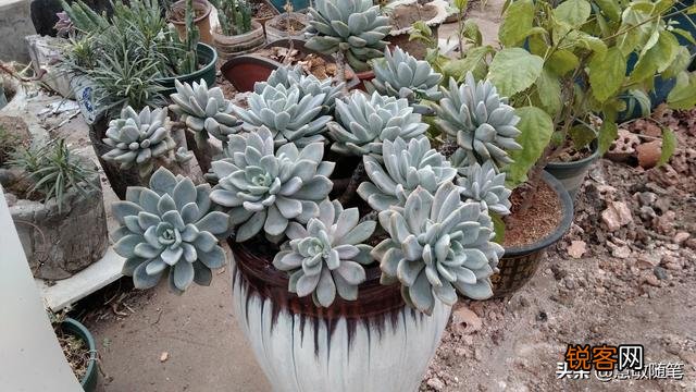 多肉植物哪种好看又好养,如果拼养哪几种放在一起？