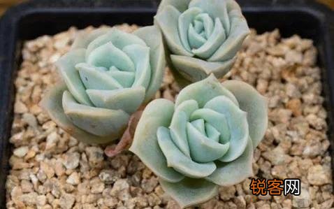 多肉植物哪种好看又好养,如果拼养哪几种放在一起？