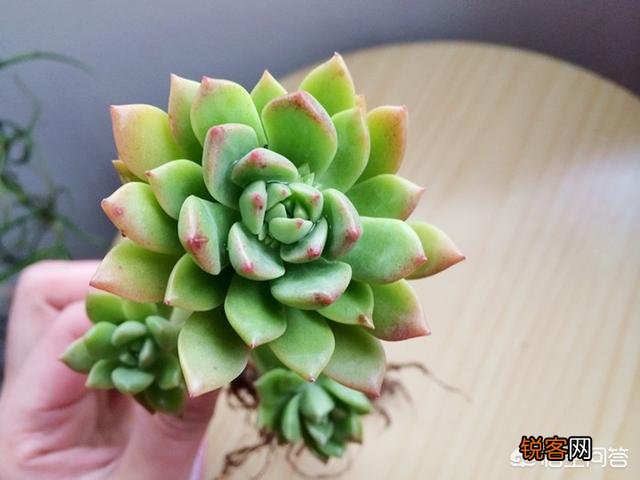 多肉马库斯怎么样?好养吗?