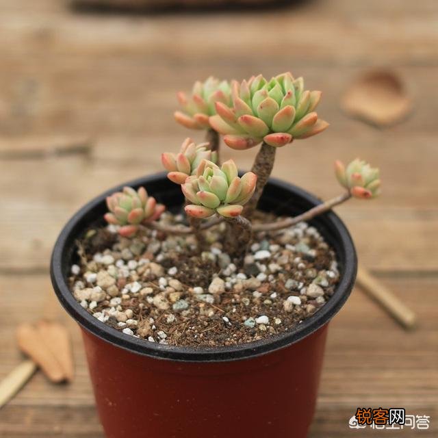 多肉马库斯怎么样?好养吗?