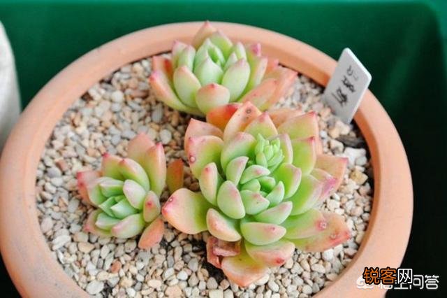 多肉马库斯怎么样？好养吗？