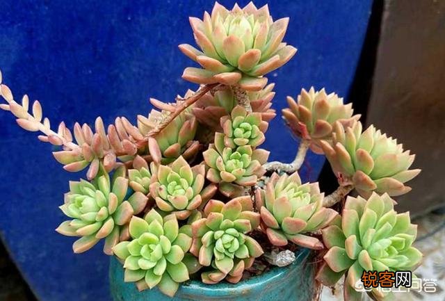多肉马库斯怎么样？好养吗？