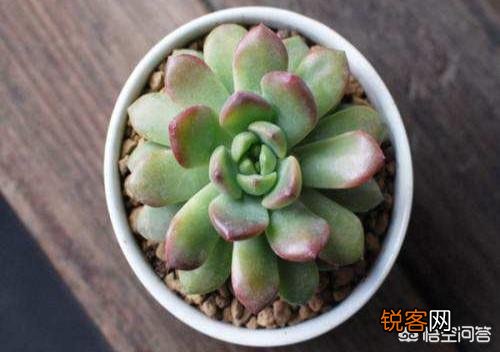 多肉马库斯怎么样？好养吗？