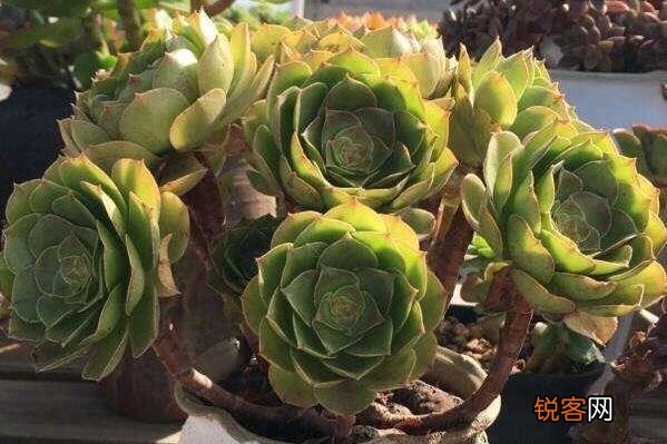 想养一盆好看的多肉,养哪种好？