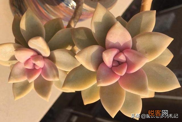 有哪些好养的多肉小苗可以推荐吗？