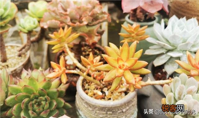 有哪些好养的多肉小苗可以推荐吗？