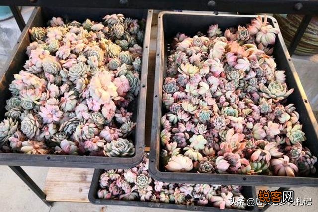有哪些好养的多肉小苗可以推荐吗？