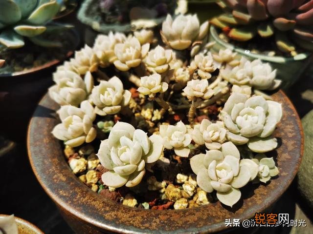 有哪些好养的多肉小苗可以推荐吗？