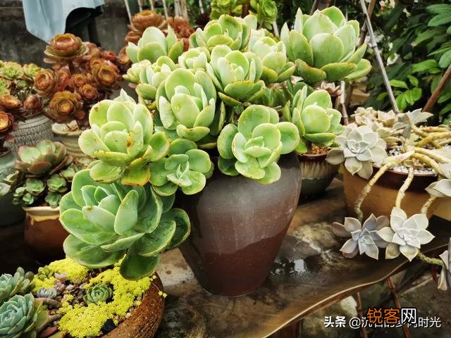 有哪些好养的多肉小苗可以推荐吗？