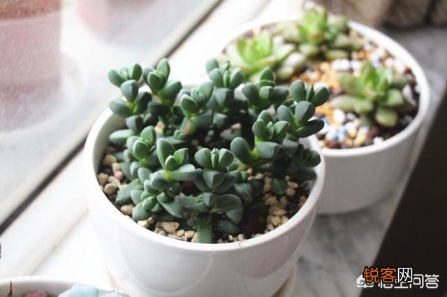 有哪些好养、不出状态也好看的多肉植物？