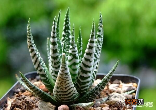 有哪些好养、不出状态也好看的多肉植物？