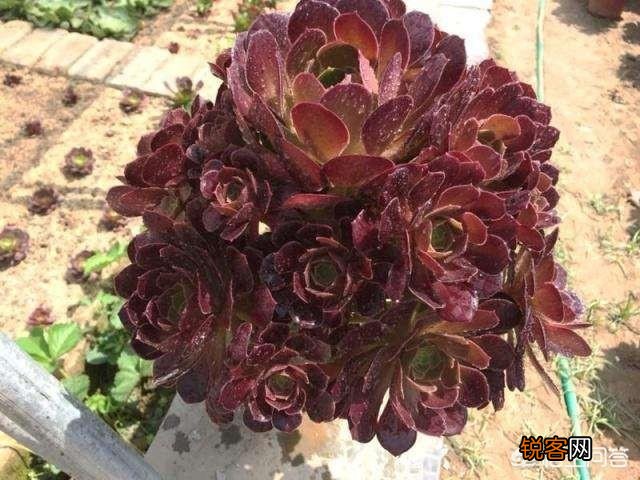 有哪些好养、不出状态也好看的多肉植物？