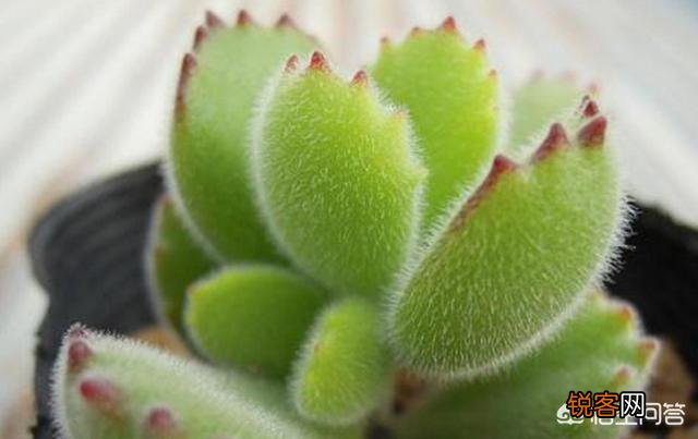 有哪些好养、不出状态也好看的多肉植物？
