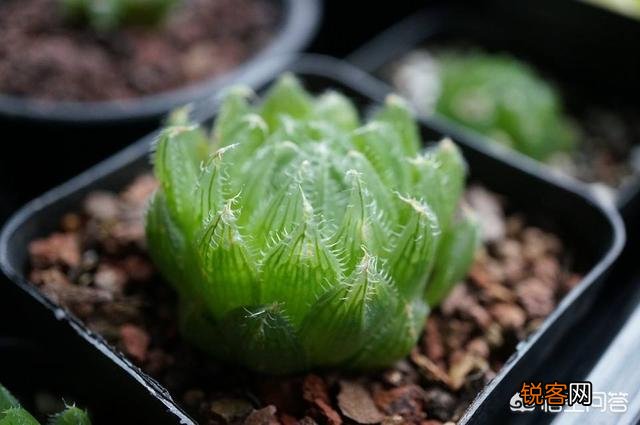有哪些好养、不出状态也好看的多肉植物？