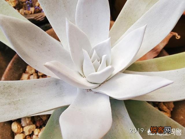 有哪些好养、不出状态也好看的多肉植物？